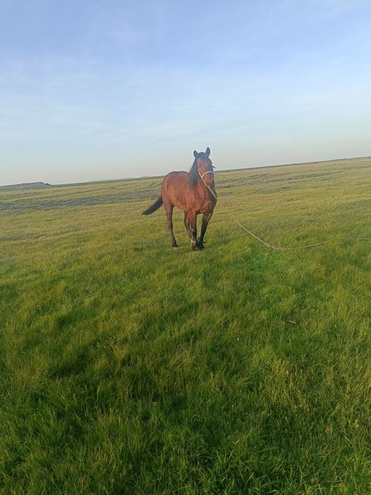 Iapă DE Vânzare  Bună