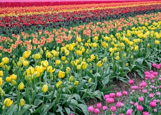 Тюльпаны оптом по лучшей цене