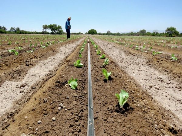 BANDA PICURARE  8mil, 4 L/H, Picurare 20-30cm, 2000m=480 lei