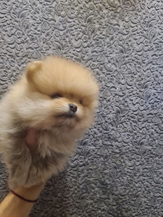 Померанский шпиц