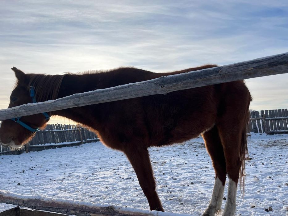 Продам кобылу  4года