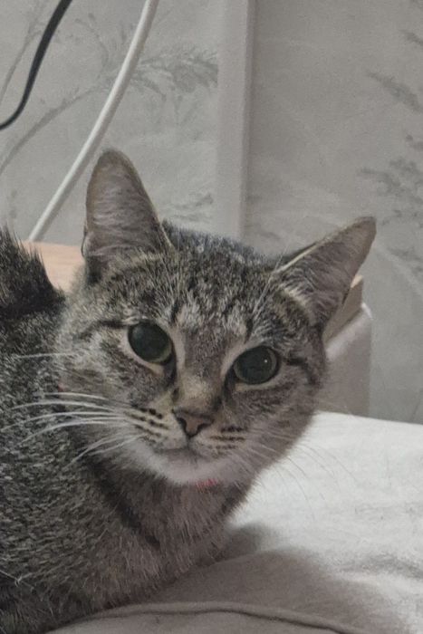 Кошка в добрые руки