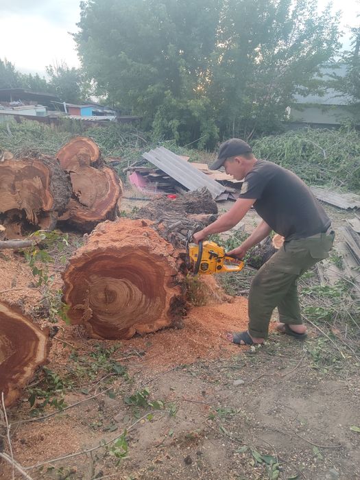 Спил деревьев не дорого