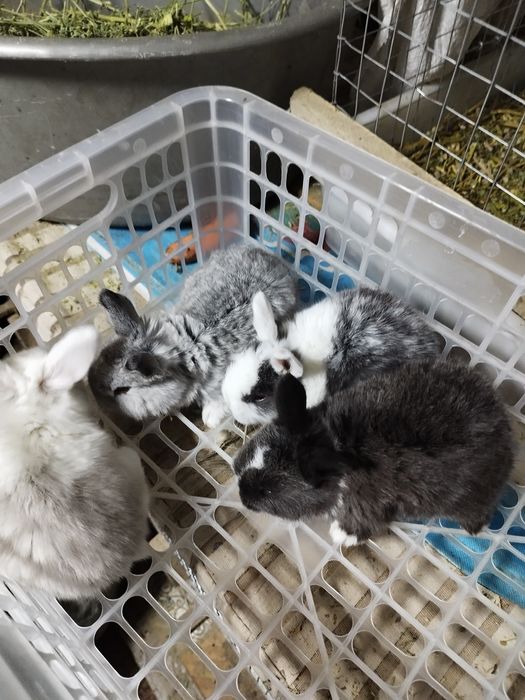 Кролики декоративные