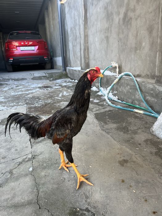 May oyini oxirida ochilgan jojalar