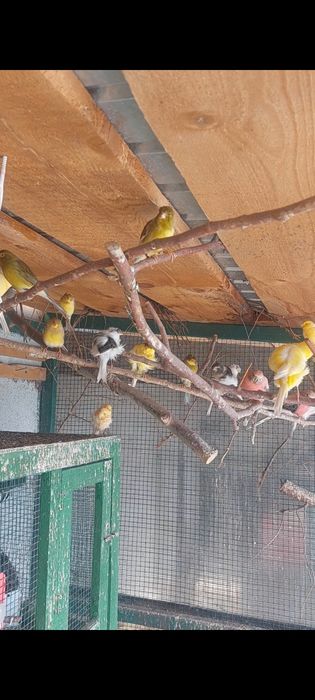 Canari  Timbrado de vânzare Argeș