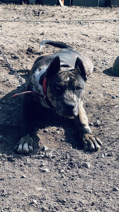 Америкалық Стаффордшир терьері