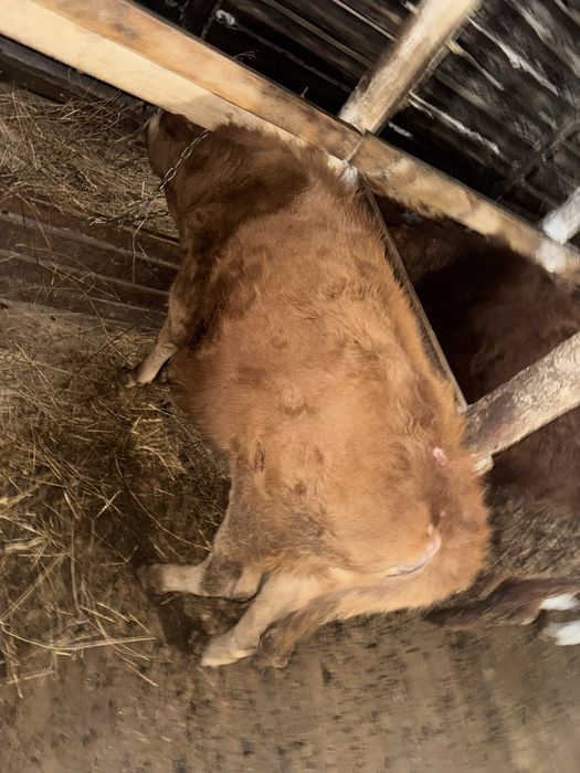 Продам телочку 10 месяцов