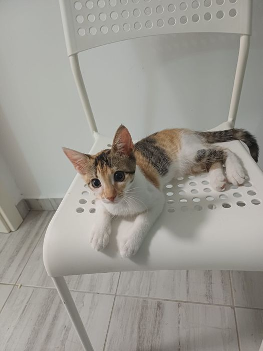 Adopție pisicuțe