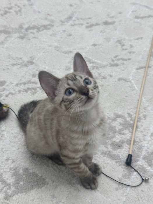 Срочно продаю котенка(бенгалец)