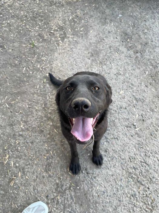 Пристраивается собака в добрые руки ( ТОЛЬКО ОТВЕТСТВЕННЫМ )