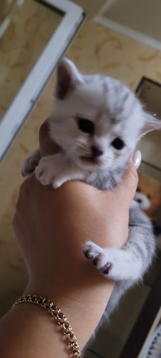 Продажа шотландские котята