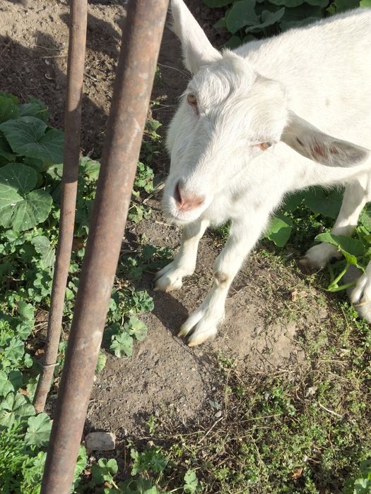 Продам козу молодую