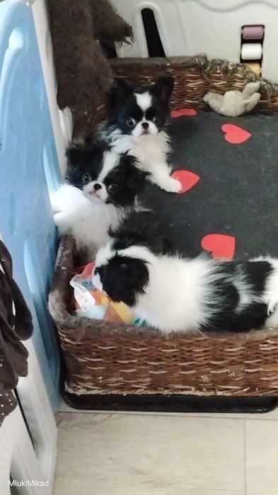 Щенки японского хина.