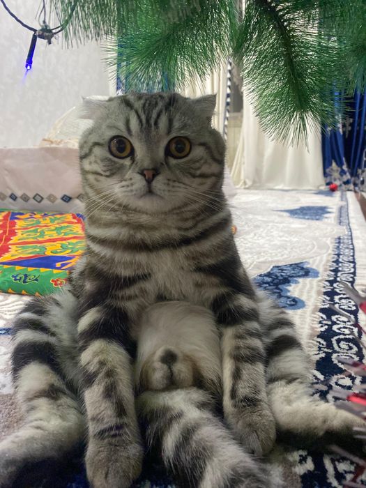 Вязка очень красивый кот