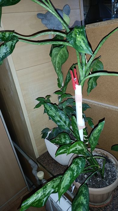 Комнатные цветы фикусы