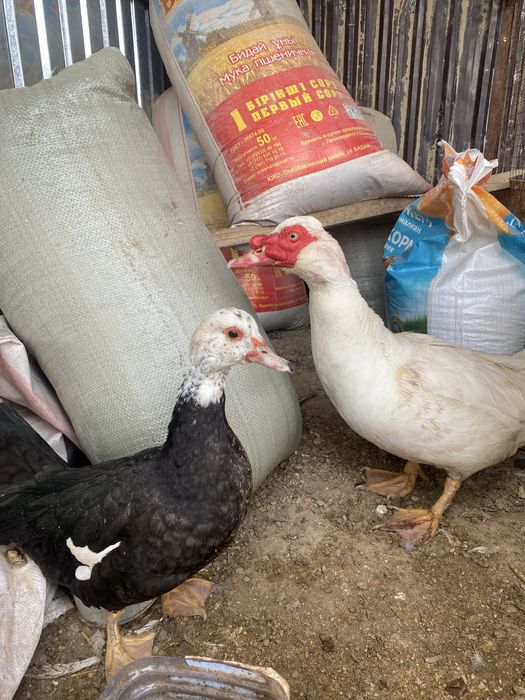 Индоутка пара сатылады