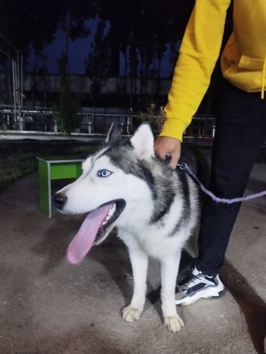 Сибирский хаски „ВЯЗКА"