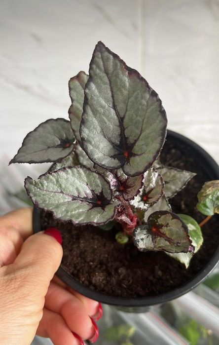 Комнатные растения