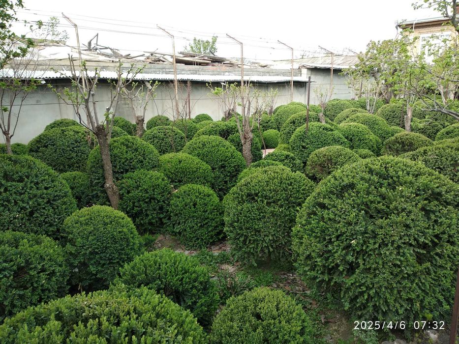Продаются кустарники Самщит (шамшот, шамшод)разных размеров