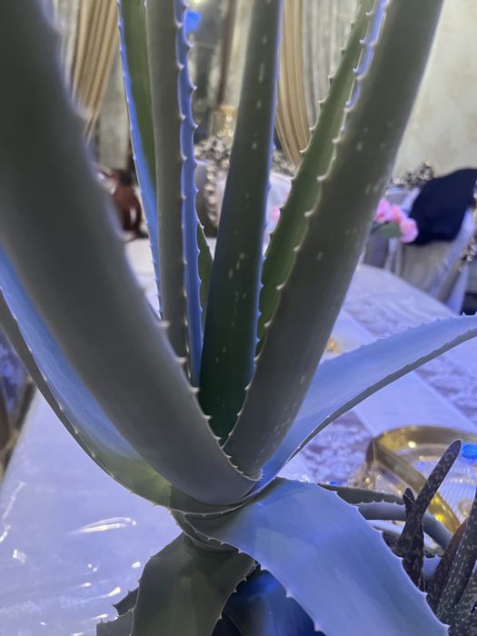 Алоэ вера , есть очень крупные 5 летние