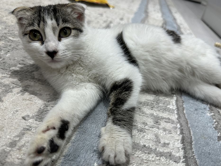 Котенок, шотландская вислоуха