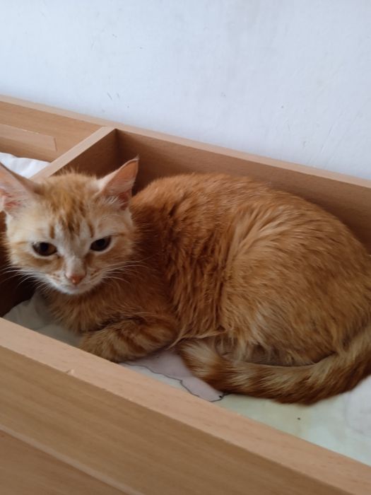 Молодые коты и кошки.