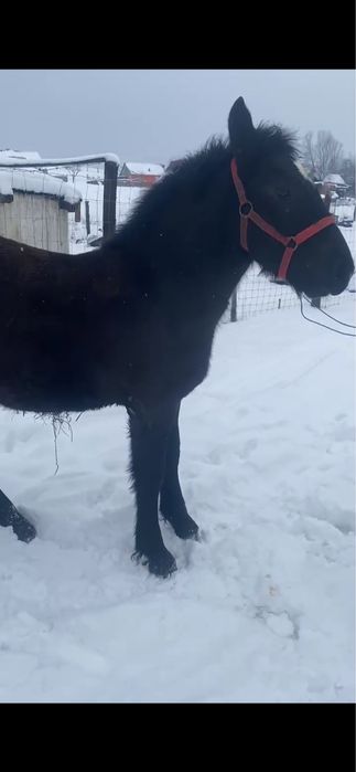 Vand manz de 6 luni mai multe detali in privat