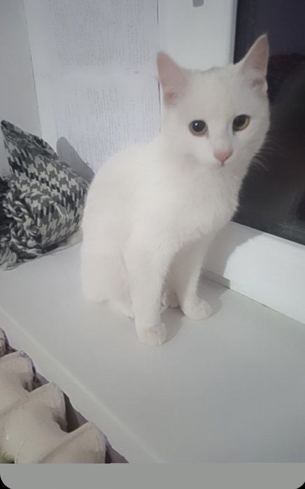 Appaq pishiq balasi satiladi