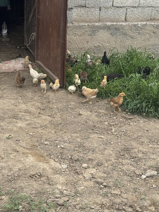 Балапандар сатылады. 1 айлық