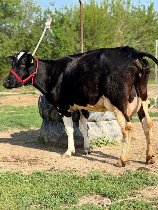 Парода ірі денелі чёрна пёстрый