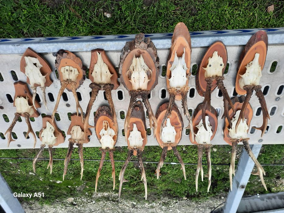 Еленски рога от сърндак.