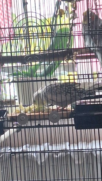 Papagal nimfa alb perlat