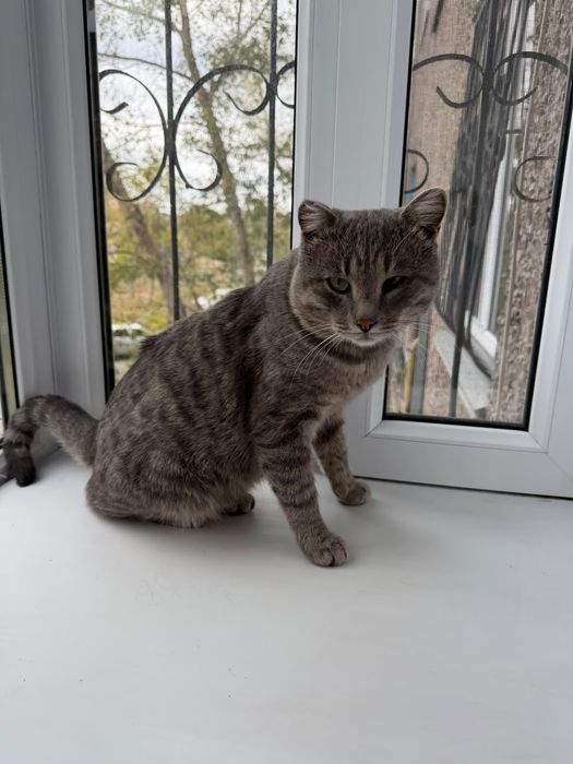 Кот ищет дом и хозяина