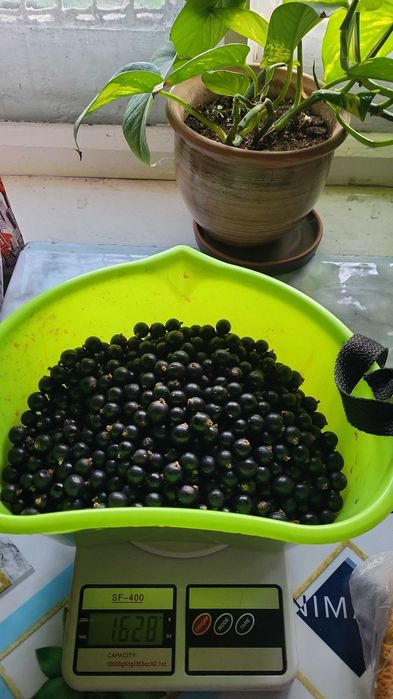 Продаю помидоры дачные