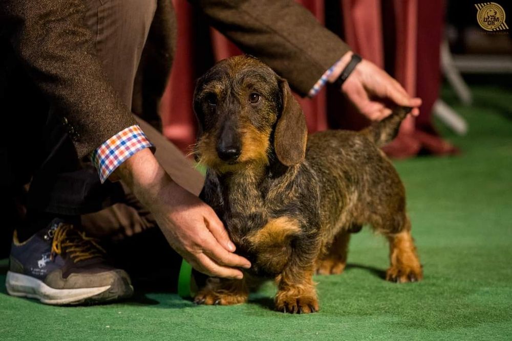 Pui Dachshund / Teckel