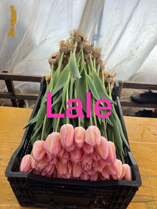 Тюльпаны оптом и в розницу