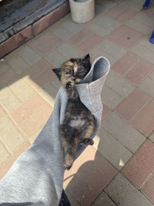 Котенок,девочка очень ласковая