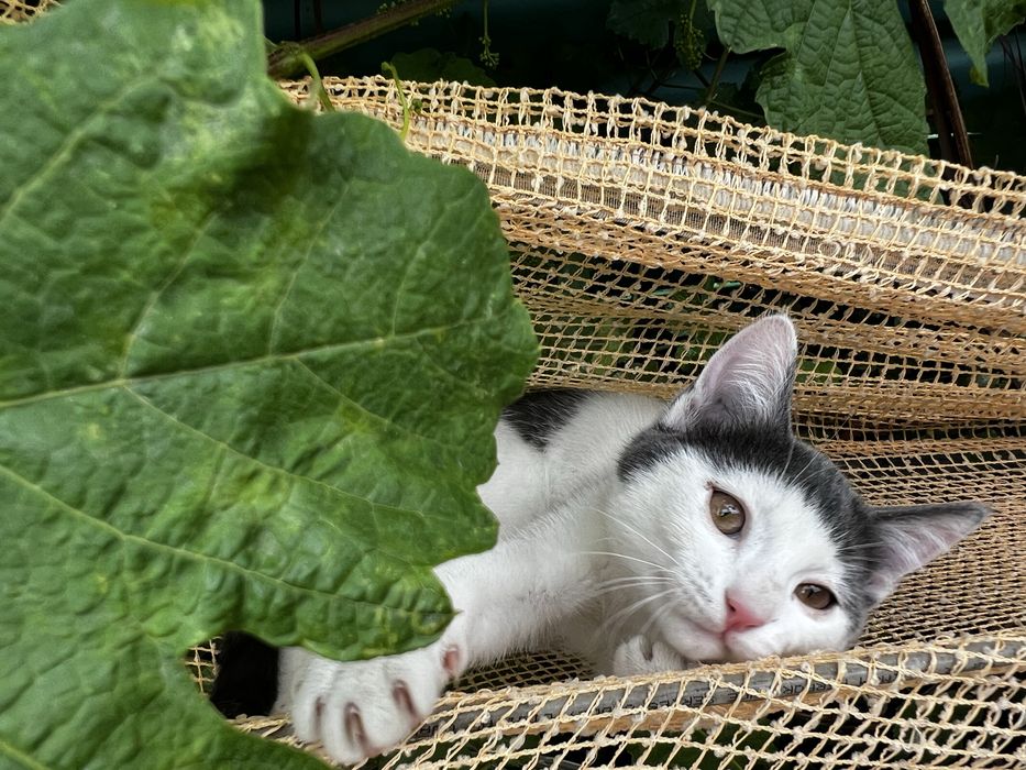 Котята. Отдам в хорошие руки