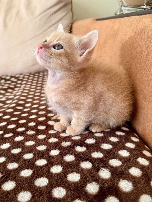 Котенца момче и момиче на 2 месеца търсят дом