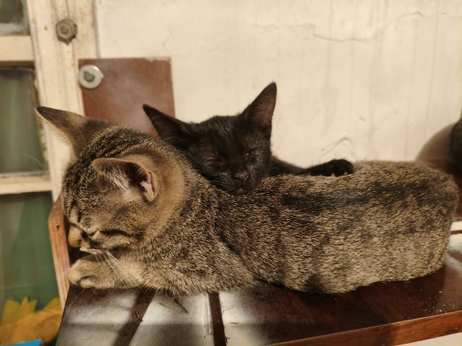Отдам котенка 3 месячный