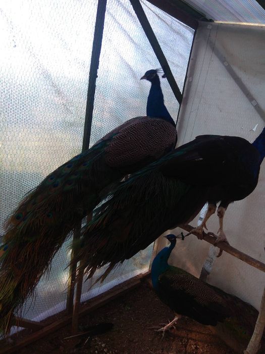 Спешно! Продавам тригодишни пауни два   мъжки и един женски      250 е