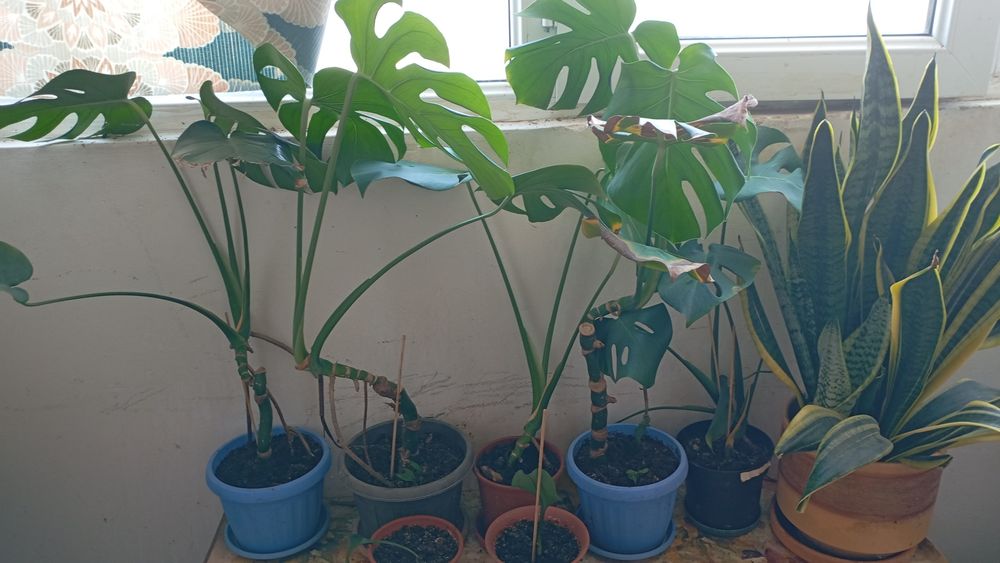 Продам комнатные растения