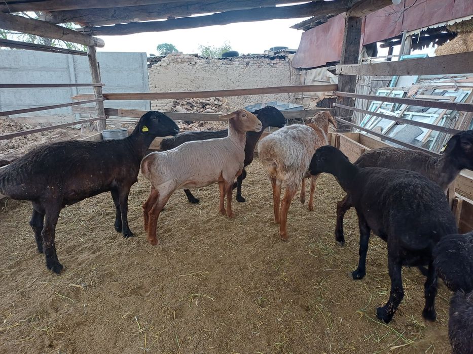 Семіз саулықтар сатылады