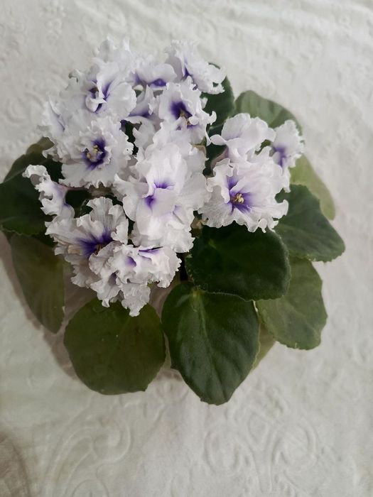 1АФ Ульяна 2малахитовая роза 3НК лимон 4 ЛЕ Владимир 5Маргарита