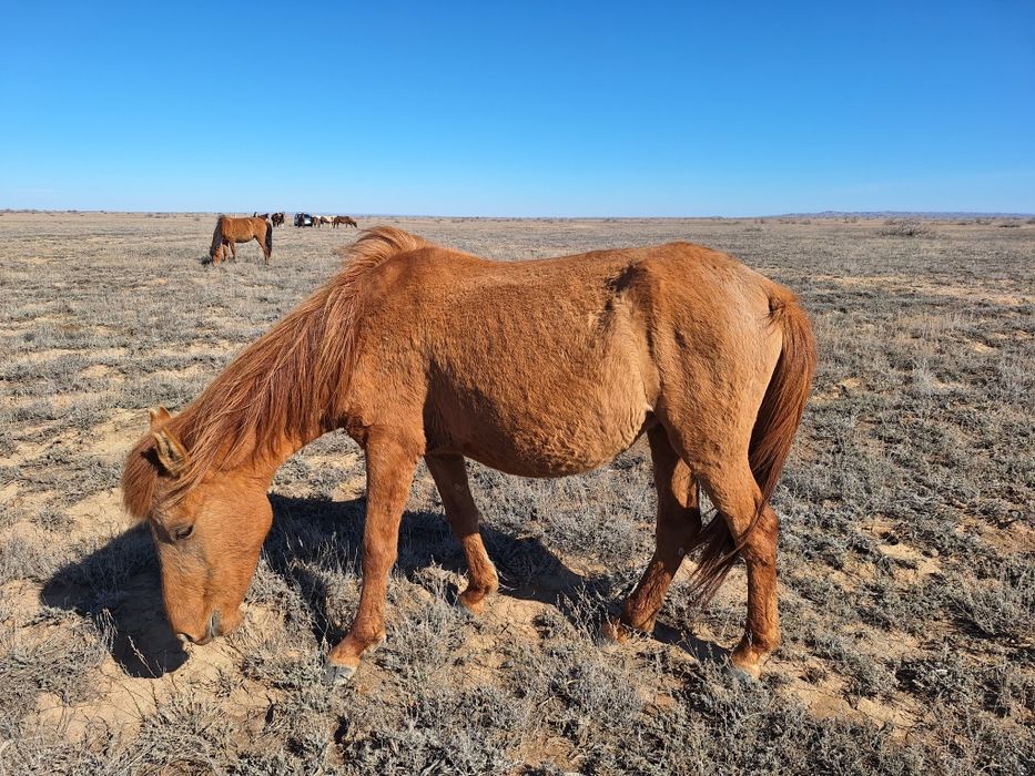 Бир уйир жылкы сатылады