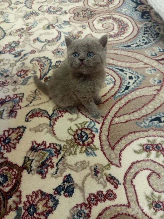 Продаю котят Скоттиш страйт