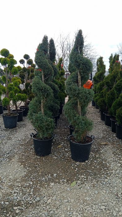 Plante ornamentale diferite specii și dimensiuni