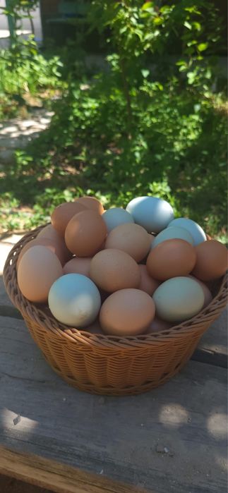 Яйцо домашнее / қолдың жұмыртқасы