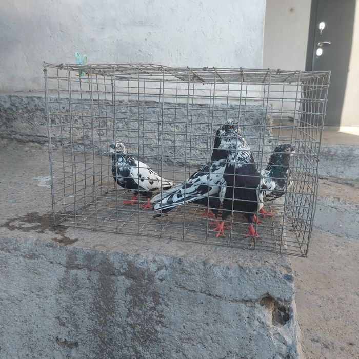 Сочи 2 пара гатовый лет с игрой